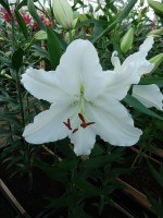 [4256 Indus No02.JPG]